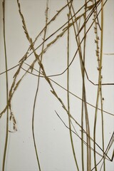 Triglochin palustris