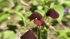 Oxalis stricta rufa