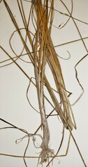 Triglochin palustris