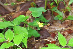Viola pubescens