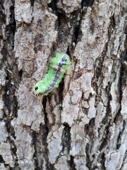 Limacodidae