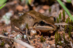Leptodactylus notoaktites