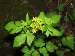 Thaspium barbinode