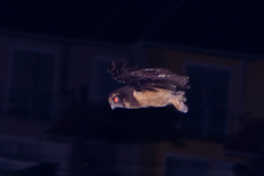 Pulsatrix koeniswaldiana