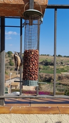 Lophophanes cristatus