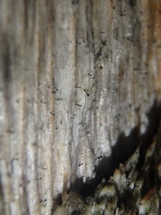 Mycocalicium subtile