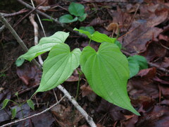 Dioscorea villosa