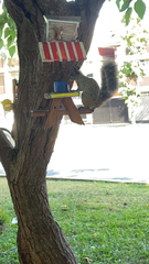 Sciurus stramineus