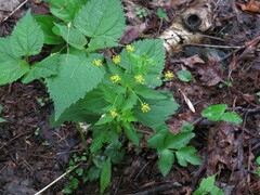 Thaspium barbinode