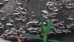 Schizophyllum