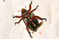 Anoplognathus viridiaeneus