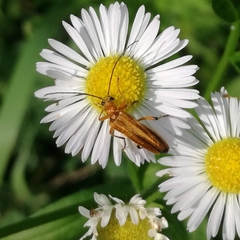 Oedemera podagrariae