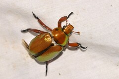 Anoplognathus viridiaeneus