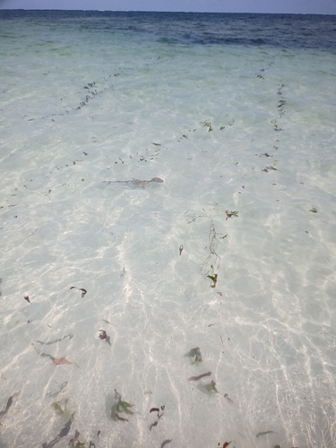 Blacktip Reef Shark
