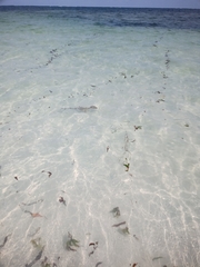Blacktip reef shark