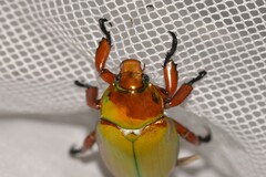 Anoplognathus viridiaeneus