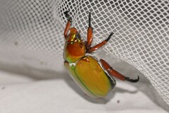 Anoplognathus viridiaeneus