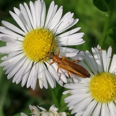 Oedemera podagrariae