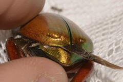 Anoplognathus viridiaeneus