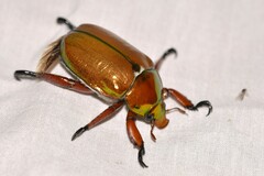 Anoplognathus viridiaeneus