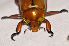 Anoplognathus viridiaeneus