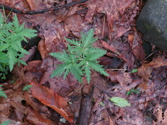 Cardamine concatenata