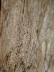 Mycocalicium subtile