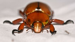 Anoplognathus viridiaeneus