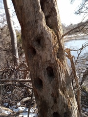 Mycocalicium subtile