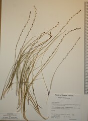 Triglochin palustris