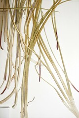 Triglochin palustris