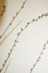 Triglochin palustris