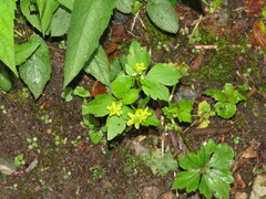 Ranunculus recurvatus