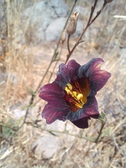 Salpiglossis sinuata