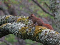 Tamiasciurus hudsonicus abieticola