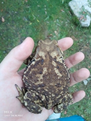 Bufo gargarizans