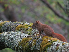 Tamiasciurus hudsonicus abieticola