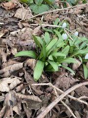 Galanthus woronowii