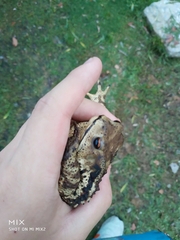 Bufo gargarizans