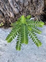 Tribulus cistoides