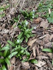 Galanthus woronowii