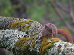 Tamiasciurus hudsonicus abieticola