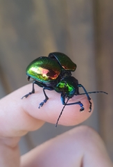 Chrysomelidae