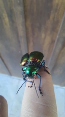 Chrysomelidae