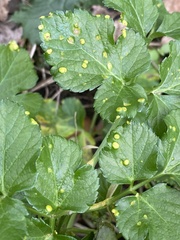 Puccinia smyrnii