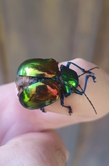 Chrysomelidae