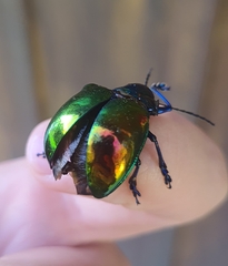 Chrysomelidae