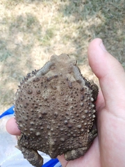 Bufo gargarizans