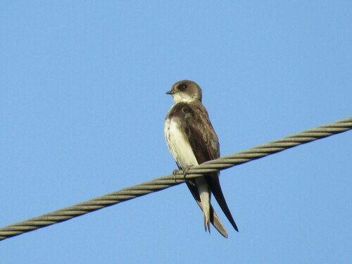Avión zapador (Riparia riparia)