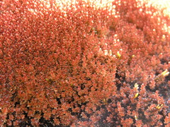 Ptychostomum cryophilum